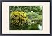 Framed Prints of Ulex Europaeus Flore Pleno (Double Gorse) from Mary Evans