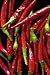 Japanese Yatsufusa Chile Pepper 10 Seeds