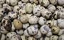 Fresh Gourmet Quail Eggs - 2 Dozen