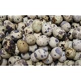 Fresh Gourmet Quail Eggs - 2 Dozen