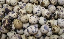 Fresh Gourmet Quail Eggs - 2 Dozen