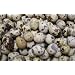 Fresh Gourmet Quail Eggs - 2 Dozen