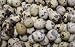 Gourmet Food : Fresh Gourmet Quail Eggs - 2 Dozen