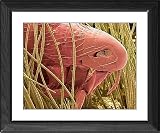 Framed Prints of Cat flea head, SEM from Science Photo Library