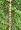 Monarchs Pure Copper Tulip Cup Rain Chain 8-1/2 Feet Length