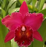 Blc. Chia Lin 'New City' AM/AOS