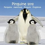 Produkt-Bild: Pinguine 2012, Penguins, Manchots, Pinguini, Ping&uuml;inos/ Brosch&uuml;renkalender