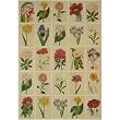 Botanica Flower Images Cavallini Wrap or Decoupage paper,vintage look poster or print
