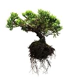Bonsai Tree - 36