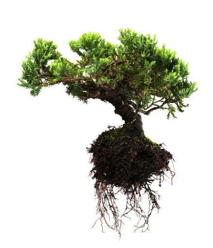 Bonsai Tree - 36