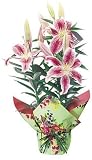 Stargazer Lily Potted Plant