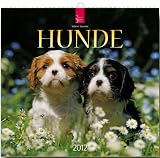 Hunde 2012