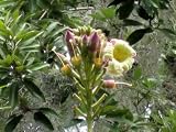 20 INDIAN TRUMPET FLOWER TREE (Midnight Horror / Broken Bones Plant / Tree of Damocles) Oroxylum Indicum Seeds 20 INDIAN TRUMPET FLOWER TREE (Midnight Horror / Broken Bones Plant / Tree of Damocles) Oroxylum Indicum Seeds