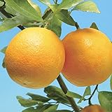 国華園　果樹苗　カンキツ　スイートレモネード　1株