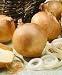 Utah Yellow Sweet Spanish Onion Seeds - Allium Cepa - 1 Grams - Approx 285 Gardening Seeds - Vegetable Garden Seed