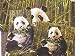 PANDA Bear BAMBOO TOWELS wash HAND bath towel set / 3