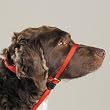 Gentle Leader Quick Release Head Collar Large Red Gentle Leader Quick Release Head Collar Large Red
