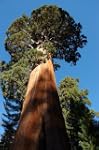Seedeo Berg - Mammutbaum (Sequoia. gi...