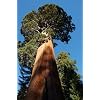 Seedeo Berg - Mammutbaum (Sequoia. gigantea) 50 Samen