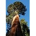 Seedeo Berg - Mammutbaum (Sequoia. gigantea) 50 Samen