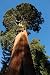 Garten & Freizeit : Berg - Mammutbaum (Sequoia. gigantea) 50 Korn