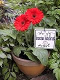 Latin PLANTER SIGN stake garden plant MARKER Insect