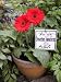 Latin PLANTER SIGN stake garden plant MARKER Insect