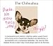   - The Chihuahua Birthday Greeting Card (Set of 6)
