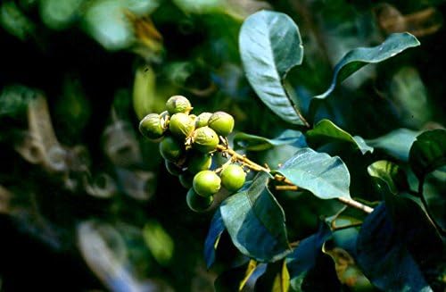 KAO KOH - Natural Herbal Shampoo for Hair Loss Prevention (Herbal Thai Soap Nut Recipe) 200ml