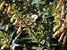 New Holland Honeyeater Feeding on Cuphea Micropetata Flower, Australia Floral By Color Photographic Poster Print by Jason Edwards, 32x24