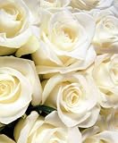 Send Fresh Cut Flowers - 50 Long Stem White Roses