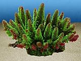ACROPORA HUMILIUS large