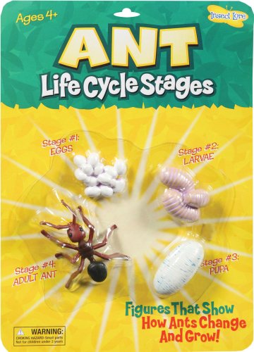 Childrens Toyshop  Used : Life Cycle Stages Ant