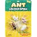 Life Cycle Stages Ant