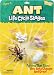 Ant Life Cycle Stages