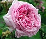Eigenschaften Agel Rosen  / Portlandrose 