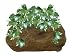 All Products : DuneCraft Rock Gardens - Enchanted Ivy