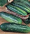 Straight Eight Cucumber 400 Seeds - PLUS PACK SAVINGS!