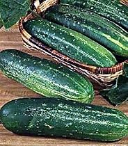 Straight Eight Cucumber 400 Seeds