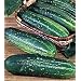 Straight Eight Cucumber 400 Seeds