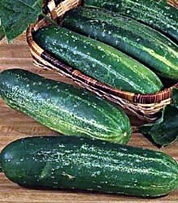 Childrens Toyshop  Outdoor Living : Straight Eight Cucumber 400 Seeds - Plus Pack Savings!