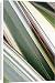 Canvas Prints of Phormium leaves from Science Photo Library