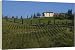 Kitchen & Housewares : Vineyards at Lucignano - 20 Inch Canvas Print (51 cm) by Robert Harding