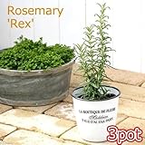 (観葉)ハーブ苗 ローズマリー 立性 3号(お買い得3ポットセット) 家庭菜園 本州・四国限定[生体]