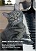 Nora The Piano Cat