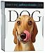 Dog Gallery Calendar 2010