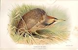 American Bittern Lilfords Birds 1885-97 By A Thorburn