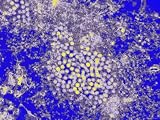 West Nile Virus Electron Micrograph Photographic Poster Print, 16x12