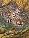 Tanya Ray Coon Creek Jigsaw Puzzle 500pc