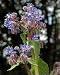 Photographic Prints of Borage in flower from Ros Drinkwater